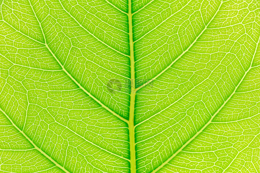 天然绿叶图案背景网站模板春美环境和生态设计背后有光线图片