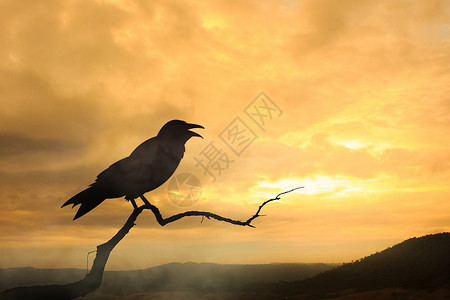 黑乌鸦和日落图片