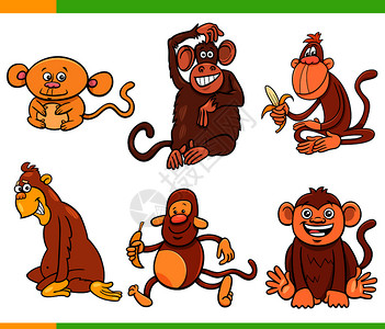 猴子和猿类灵长动物图片