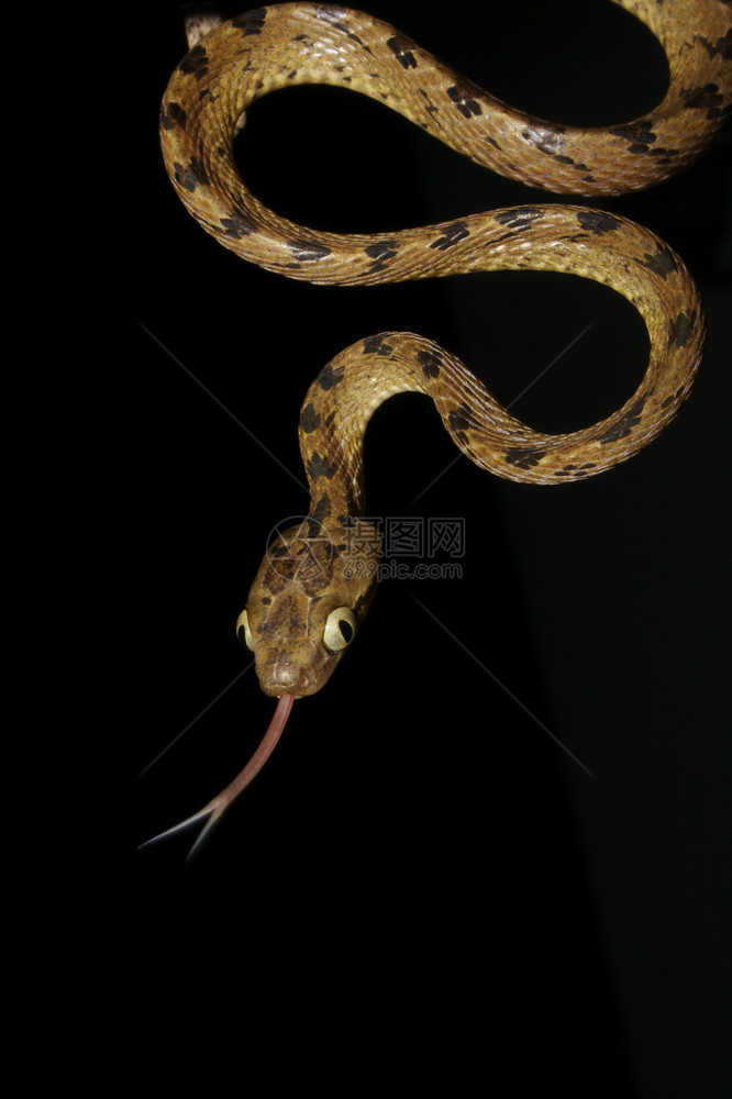 在西部大草原和srilankrboel和夜总会发现的常见半毒蛇食在壁虎和蜥蜴上图片