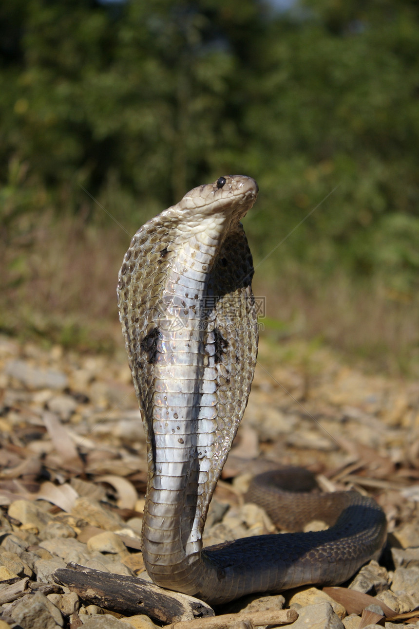 印度眼镜蛇naj是印度次大陆原生的毒蛇图片