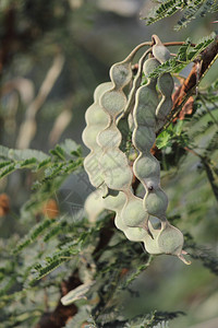 水果药用植物图片