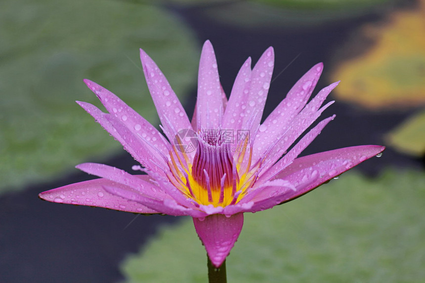 紫色莲花紧闭纳隆特努西法拉蓝水百合莲花印地安的蓝色莲花图片