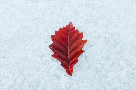 奥努马科恩十二月冬季美丽有色充满活力的红叶和白冻雪自然季节改变背景背景