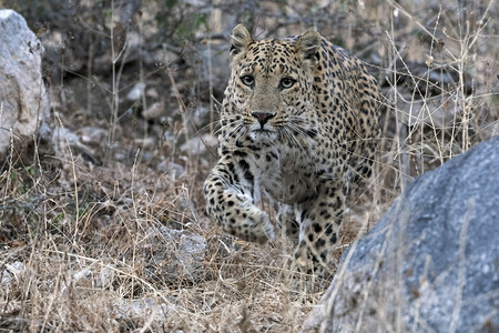 印度豹jhaln森林保护区jaipurjshtn图片