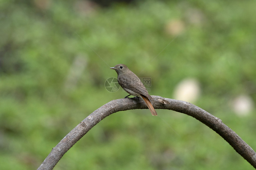 生锈的尾巴捕蝇者菲塞杜拉鲁卡乌达萨塔尔拉克汉德印地亚图片