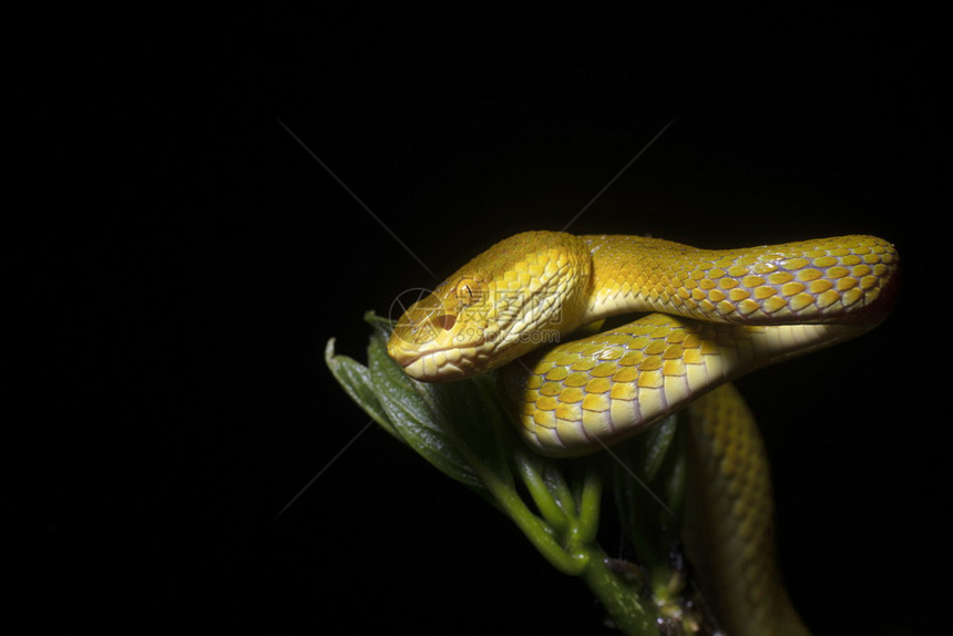 竹藤毒蛇黄色变形三叶草甘胺安布利辛杜尔马哈拉施特印地安那图片