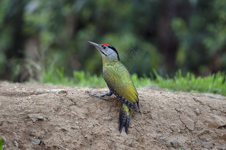 绿色啄木鸟灰色头的木猴皮克斯罐头萨塔尔奈尼乌那克汉印地亚背景