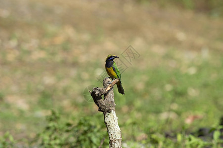 橙色贝类叶鸟绿菊硬基奈尼塔尔乌那克汉印地亚图片