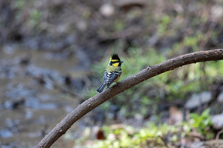 黄颊山雀可爱的黑色高清图片