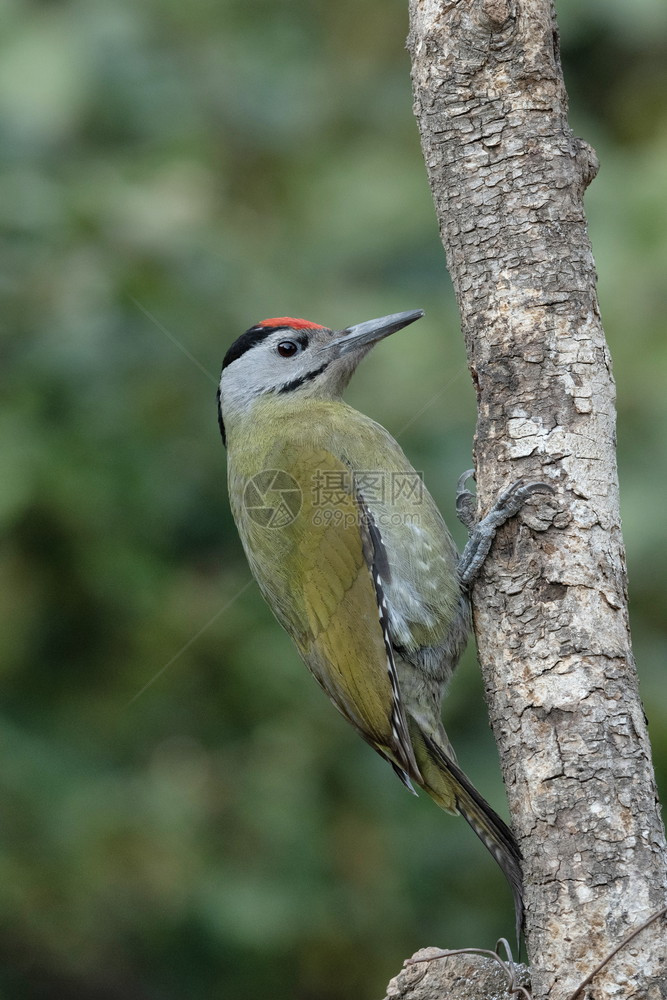灰色头领木鸟雄比古斯罐头匹纳尼塔尔乌那克汉印地亚图片