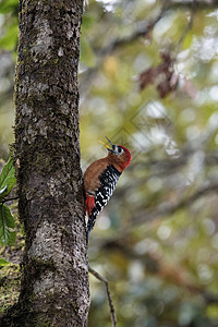 红腹啄木鸟金龙鱼克达尔纳特野生动物保护区乔普塔北印度图片