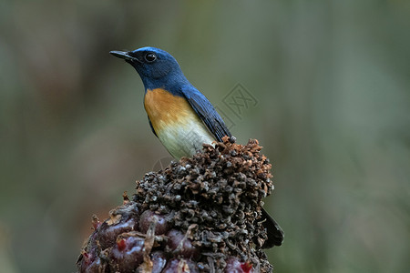 蓝色喉抓苍蝇雄西奥尼斯红宝石沙利姆阿鸟类保护区阿提卡德喀拉因迪亚图片