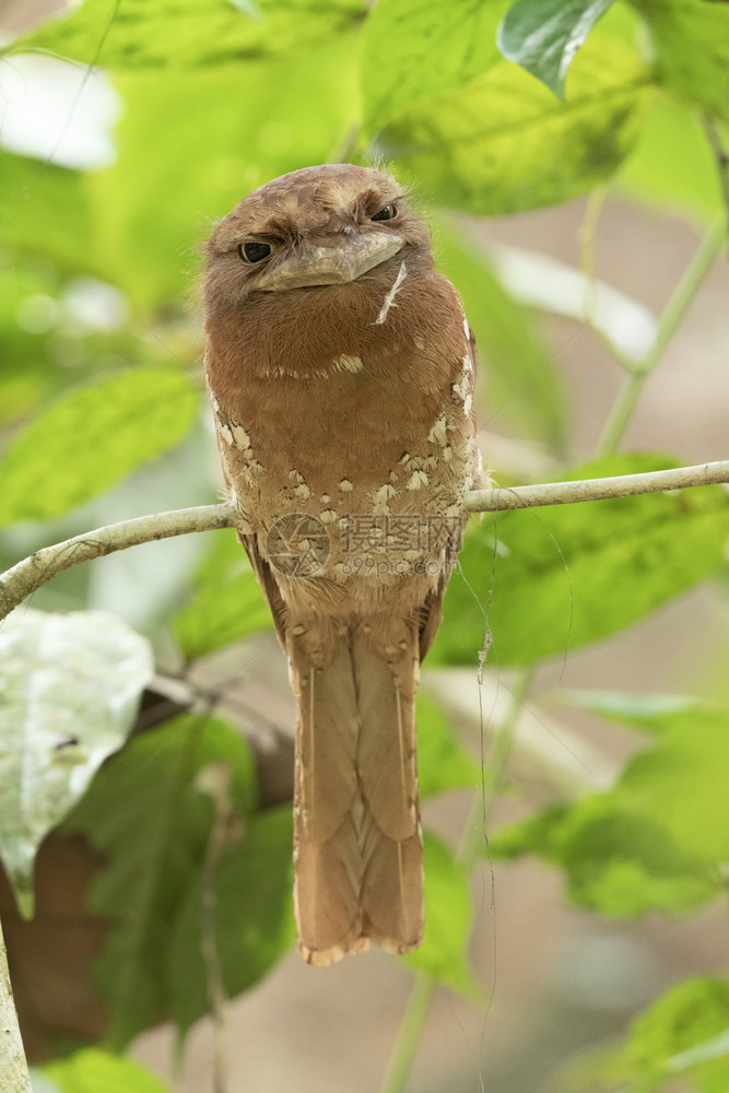 雌巴特拉乔斯托马蒙尼利热萨姆阿里鸟类保护区阿提卡德克拉因迪亚图片