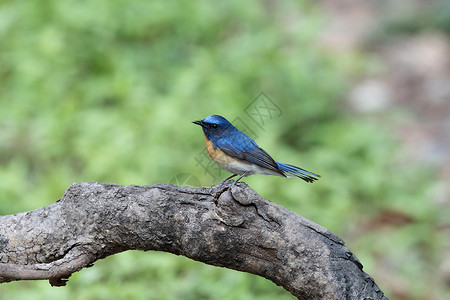 维诺斯塔尔蓝色喉抓苍蝇雄西奥诺斯红宝石沙塔奈尼尔乌那克汉印地安背景