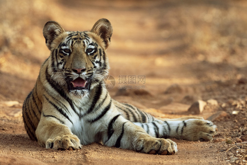 皇家贝加虎豹形塔多巴保留地汉德拉浦马哈施特印地安那图片