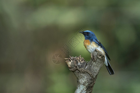 蓝色喉抓苍蝇雄西奥尼斯红宝石沙利姆阿鸟类保护区阿提卡德喀拉因迪亚图片