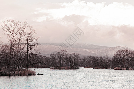 在寒冷的冬里在小岛上的无叶树和公园湖图片