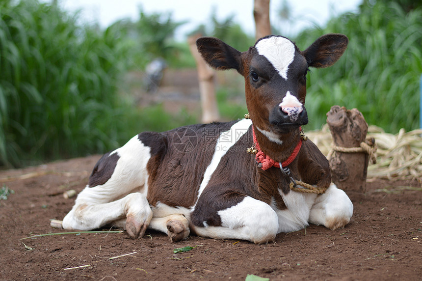一头小牛坐在田野里蓬马哈拉施特印地安那图片