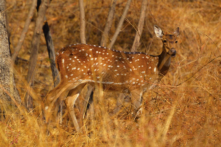 萨加雷什瓦尔在Sagreshw野生动物保护区SanglimhrstIndi发现鹿背景