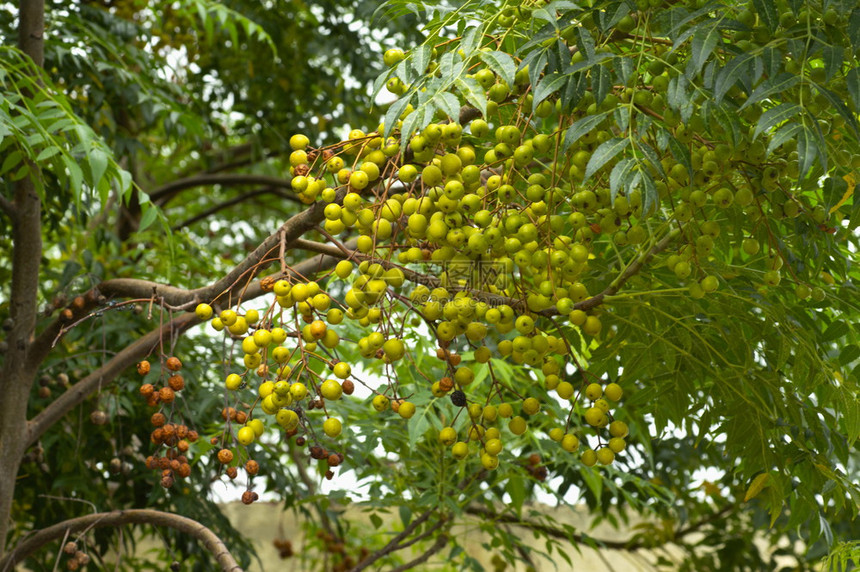 在马哈拉施特邦附近生长的树天然医药和水果图片
