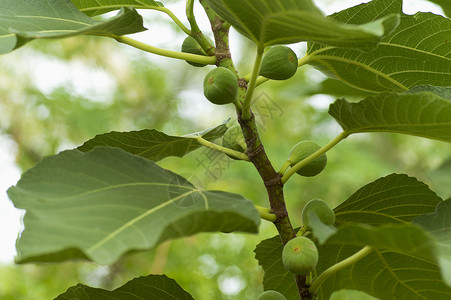 马哈拉施特邦附近的绿花果树背景图片