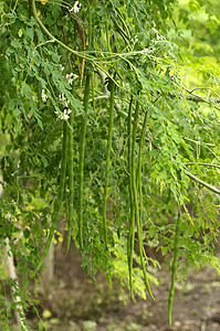 油脂植物马哈拉施特邦附近的木棍树背景