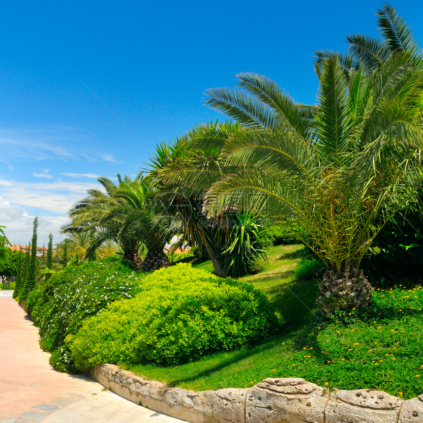 有棕榈树和绿草坪的热带花园阳光明媚的日子图片