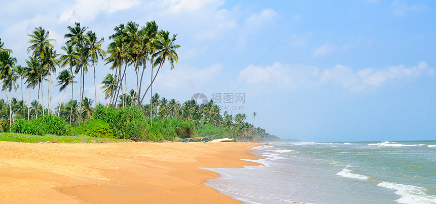 美丽的海景椰子棕榈树生长在宽阔的海滩上图片