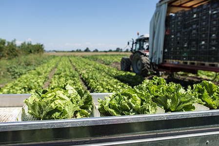 自动生产菜的拖拉机农场田地的生菜冰山采摘机农业自动化的概念背景图片