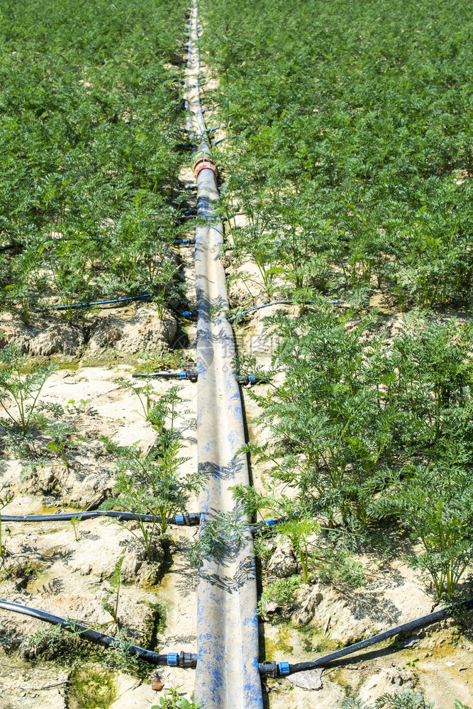 大农田的胡萝卜种植园的灌溉水龙头胡萝卜生长的概念图片