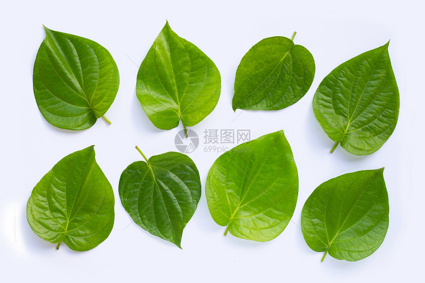 绿色betl叶子白色背景上新鲜的管纹顶部视图图片