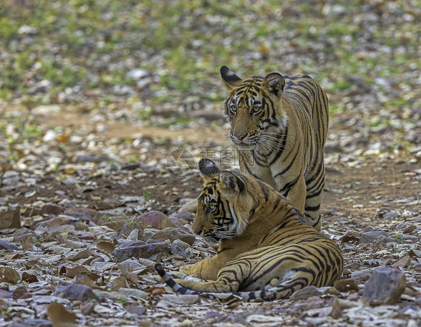 两只老虎豹形兰特汉博尔拉贾斯坦因迪亚图片