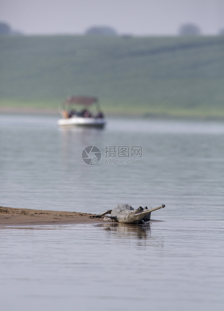 印度拉贾斯坦邦chambal河gavialisgangeticusgharial和旅游船图片