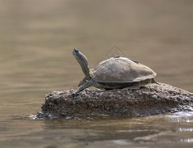 在沙巴河岸边烤海龟拉贾斯坦因迪亚图片