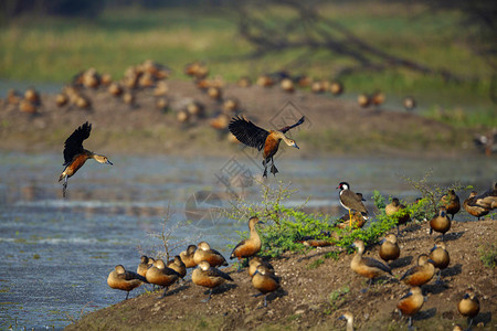 吹口哨的鸭子低吹口哨的鸭落地达德罗西尼亚贾瓦卡巴拉特普尔贾斯坦邦因迪亚背景