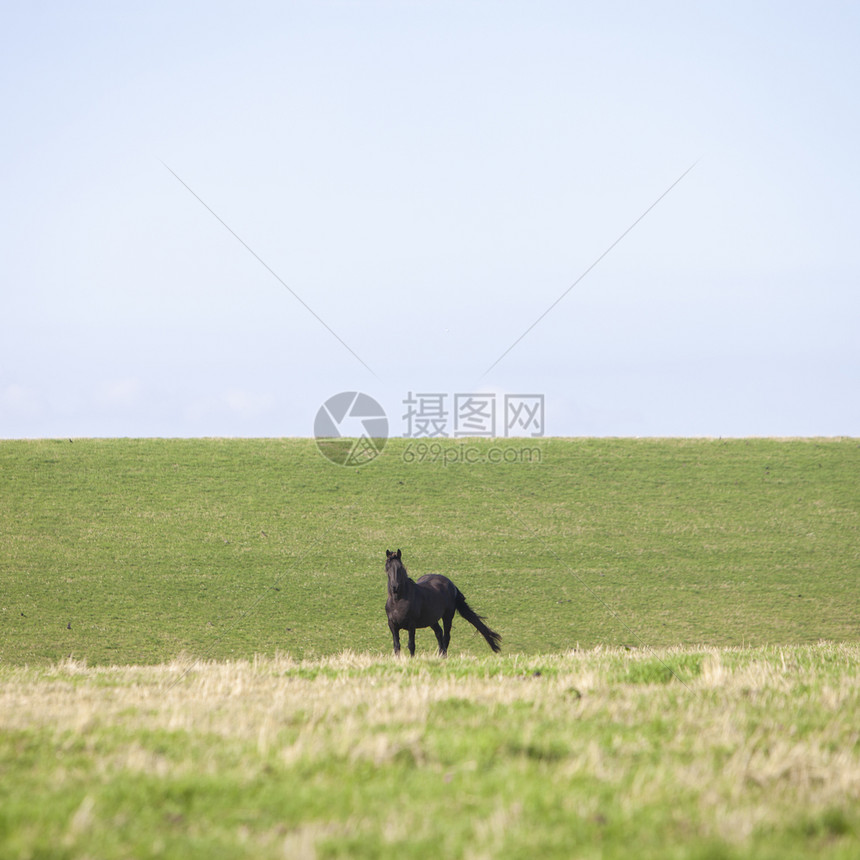 在荷兰河畔的薯条杜特奇省的草地堤坝上骑着马图片