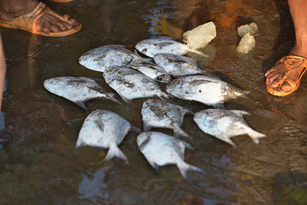 勒德纳吉里售卖的鲜鱼背景