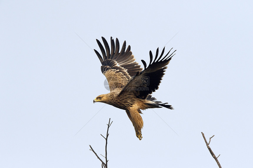 帝国鹰阿奎拉希利亚卡基奥拉多公园巴拉特普尔贾斯坦邦因迪亚图片