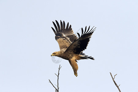 鹰派帝国鹰阿奎拉希利亚卡基奥拉多公园巴拉特普尔贾斯坦邦因迪亚背景