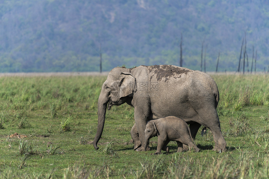 保护母亲的大象DhikalJmCorbet公园纳尼塔尔图片