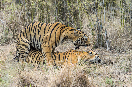老虎交配豹式提格里斯Jimcorbet公园纳尼塔尔图片