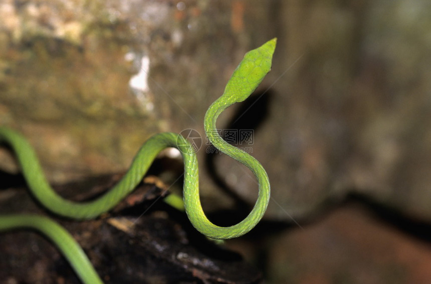 马哈拉施特邦安博利的藤蛇图片