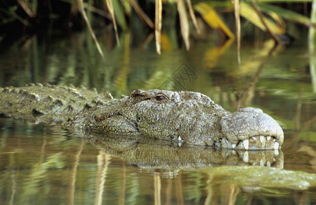 兰加纳提图鸟类保护区的沼泽鳄鱼图片