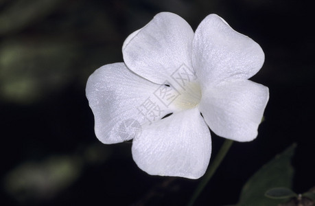 来自印度马哈拉斯特的bhimasnkr野生物保护区的花朵图片