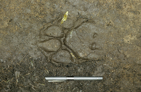 纳加洞卡塔因迪亚的新鲜老虎印记图片