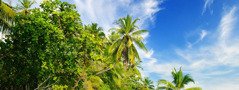 有棕榈树的热带花园阳光明媚的一天概念是旅行宽幅照片图片