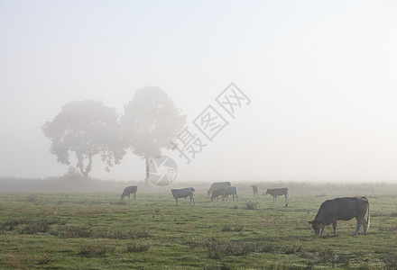 弗里纳尔斯草地里的奶牛和树木在德国松树中在低萨科尼的燕子园里背景