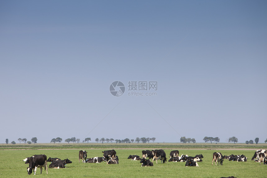 夏季在蓝天下杜特奇省薯条地带的草上树林中图片