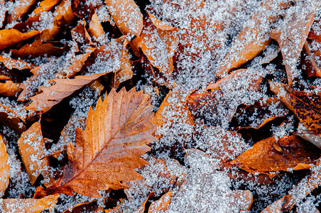 奥努马科恩12月冬季的美丽棕色干叶和白冻雪自然季节变化背景背景